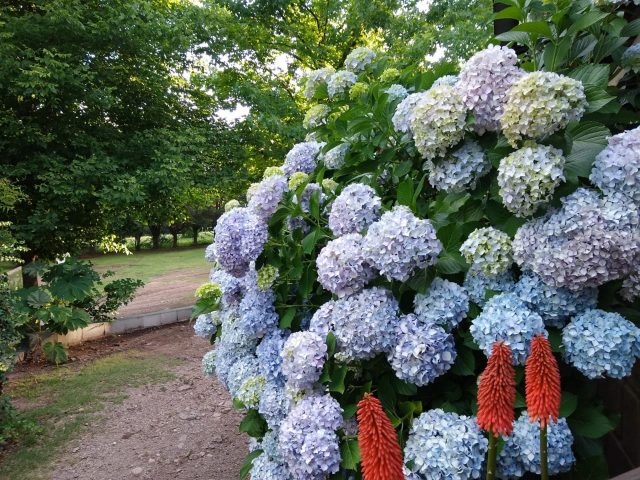 Algunas fotos del jardin